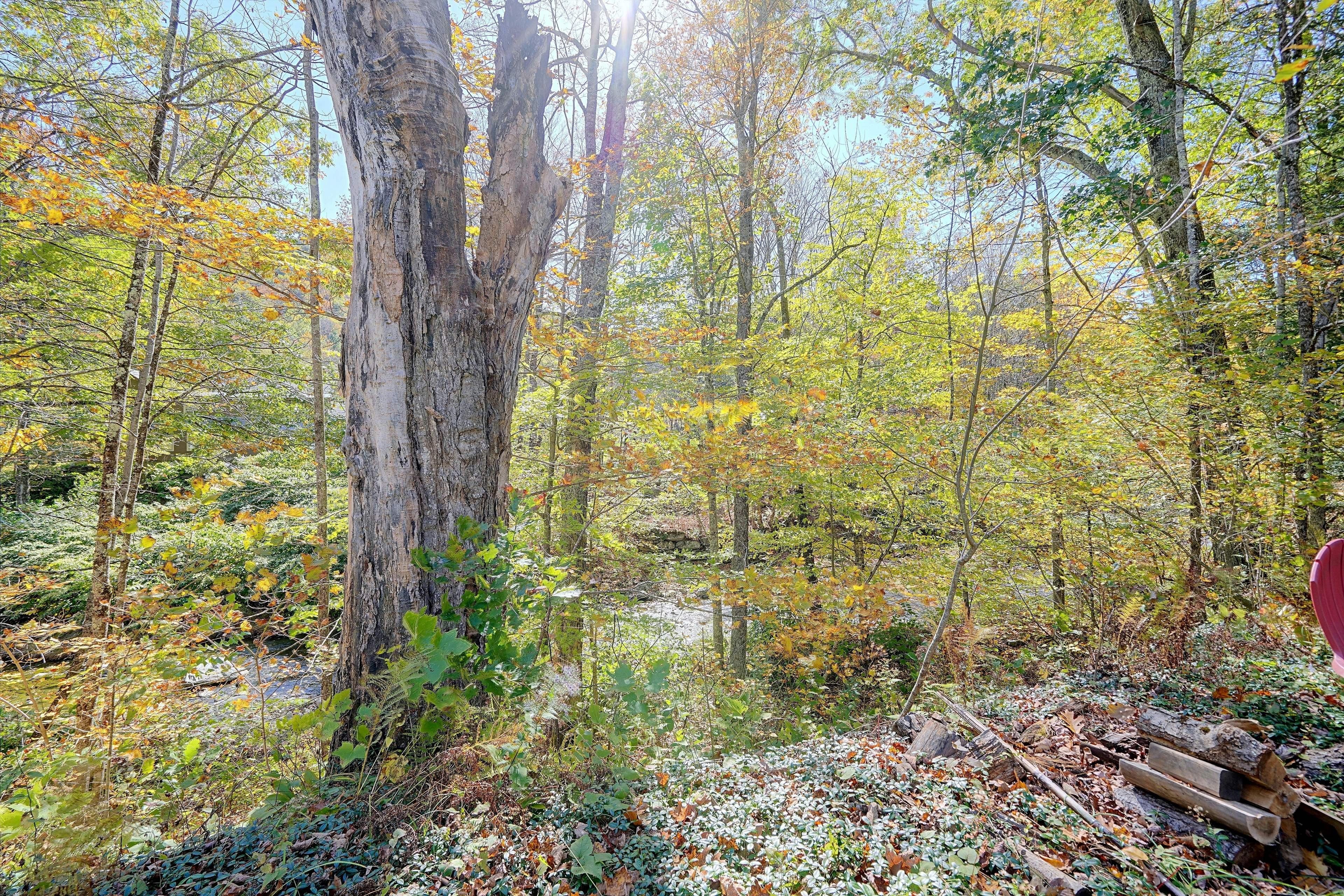 A forest with a variety of trees and a small body of water.