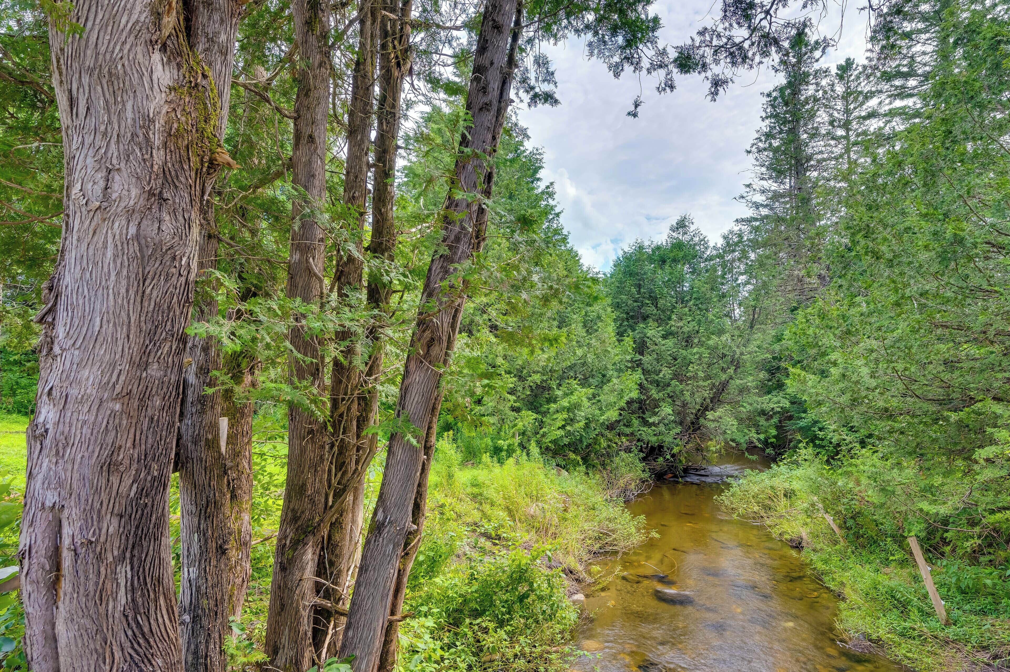 A forested area with a stream.