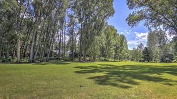 Un campo erboso con alberi alti e cielo sereno.