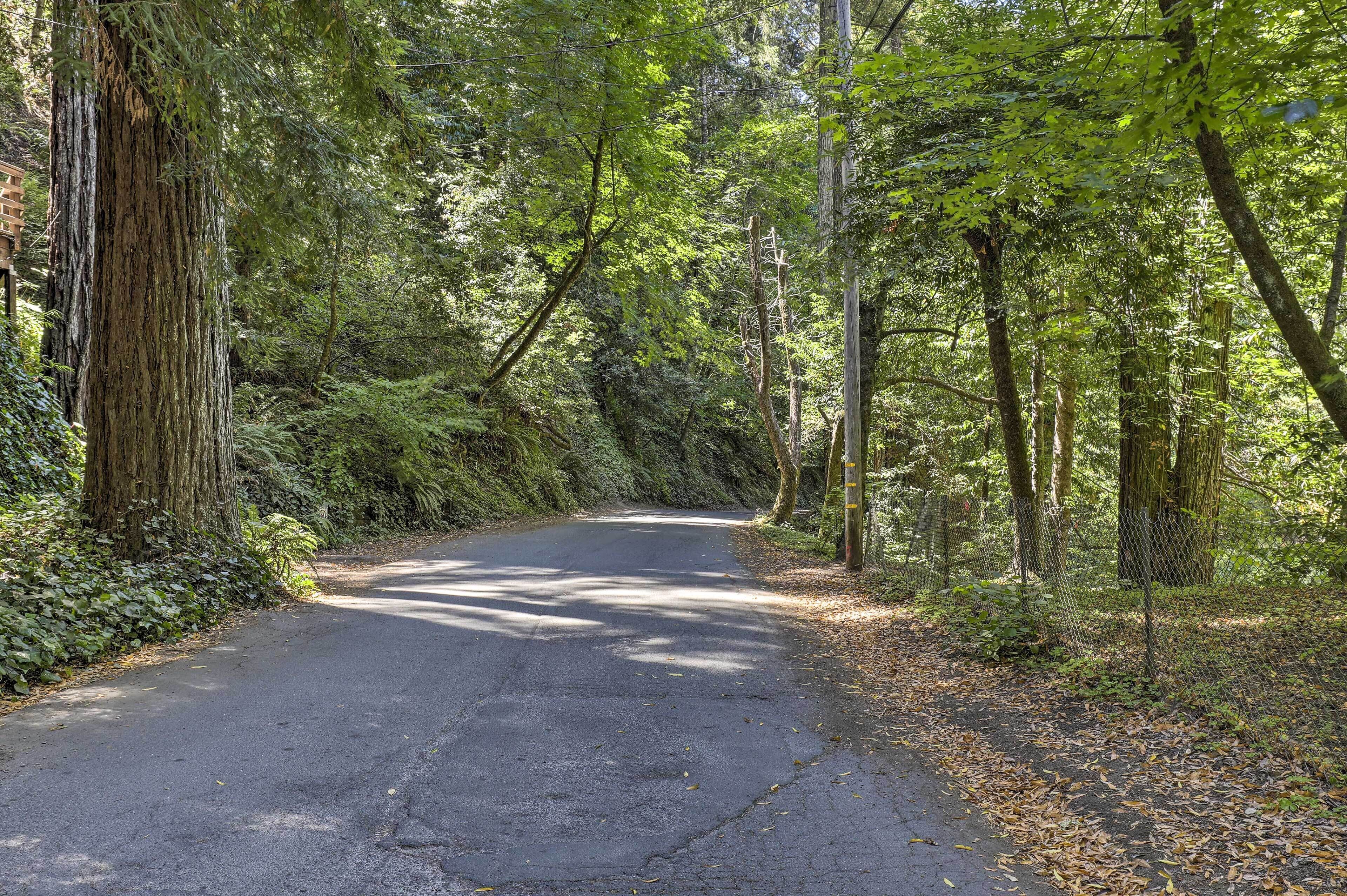 A forested road with a clear path, surrounded by tall trees and dense underbrush.
