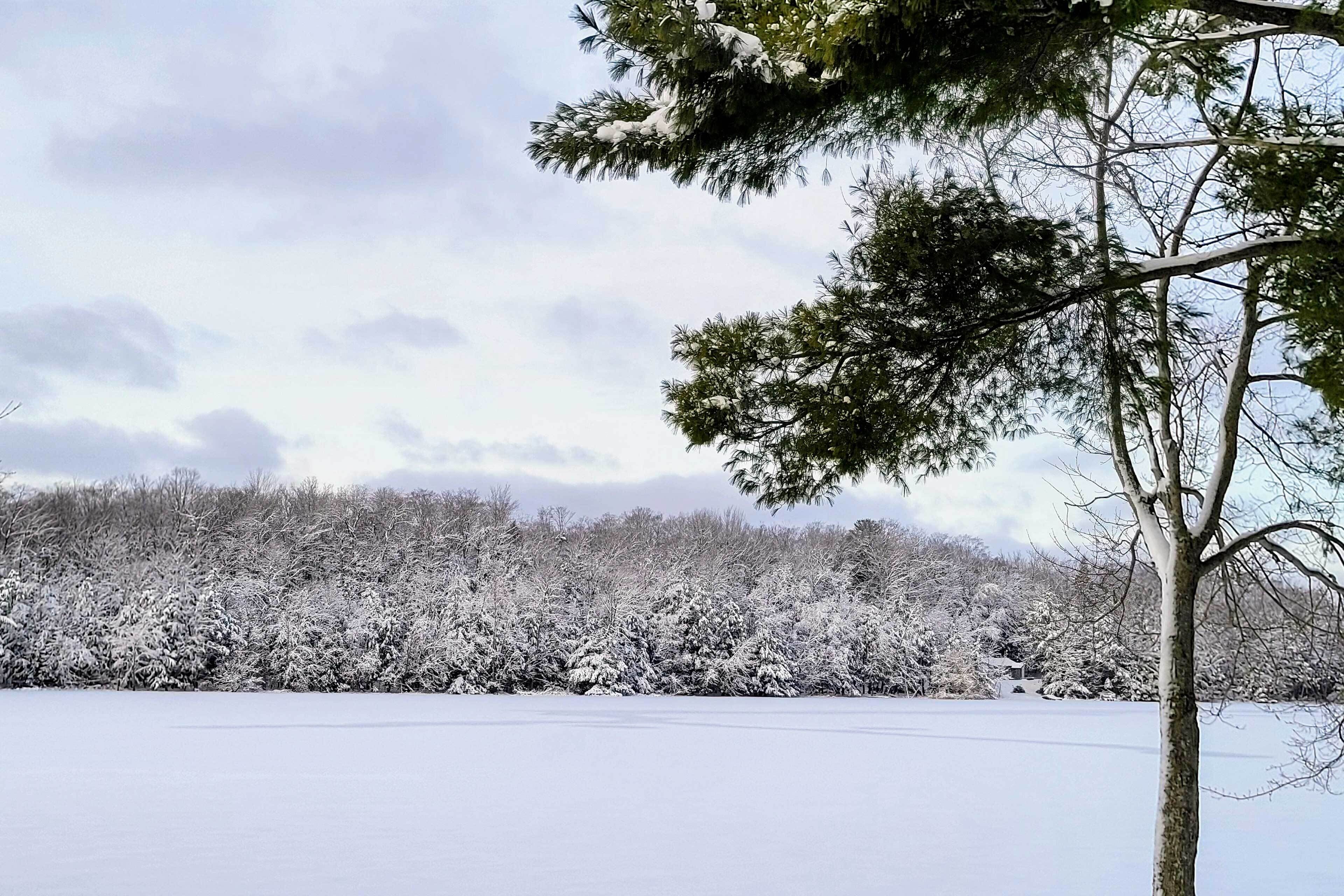A snowy landscape with trees and a clear sky.