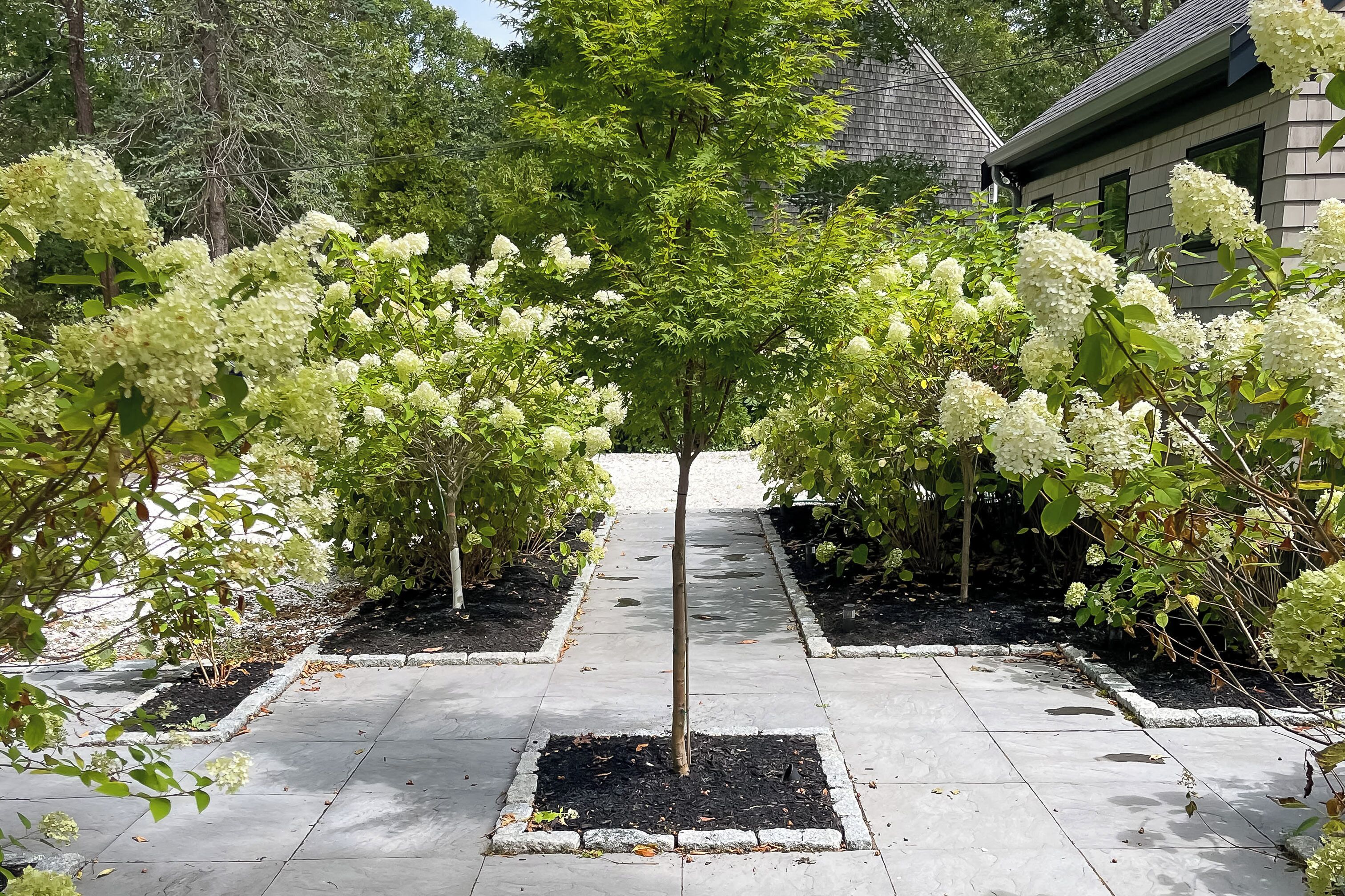 A garden pathway flanked by white flowering shrubs and a central tree.