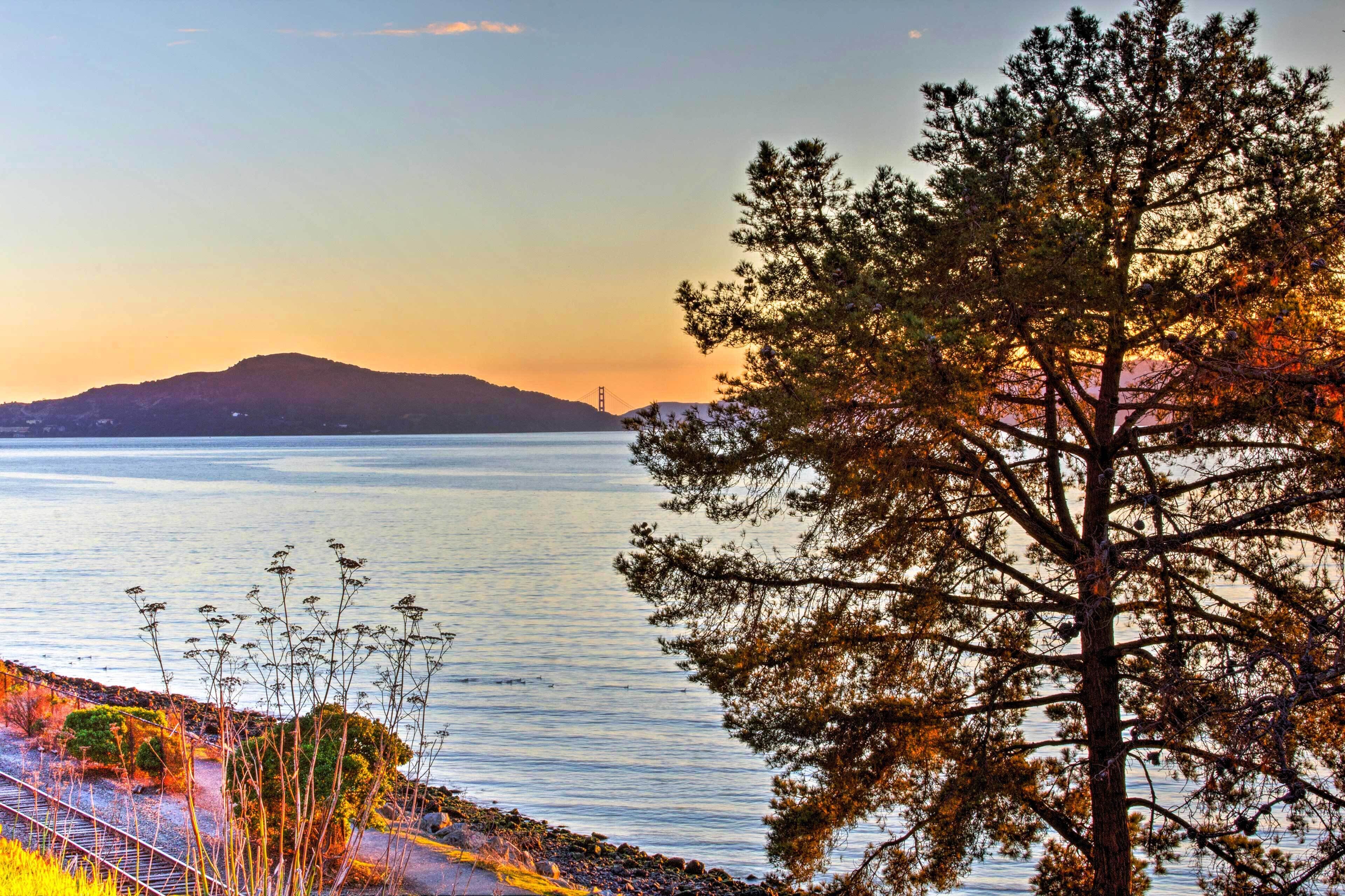 A coastal landscape with a prominent tree, a body of water, and a distant hill.