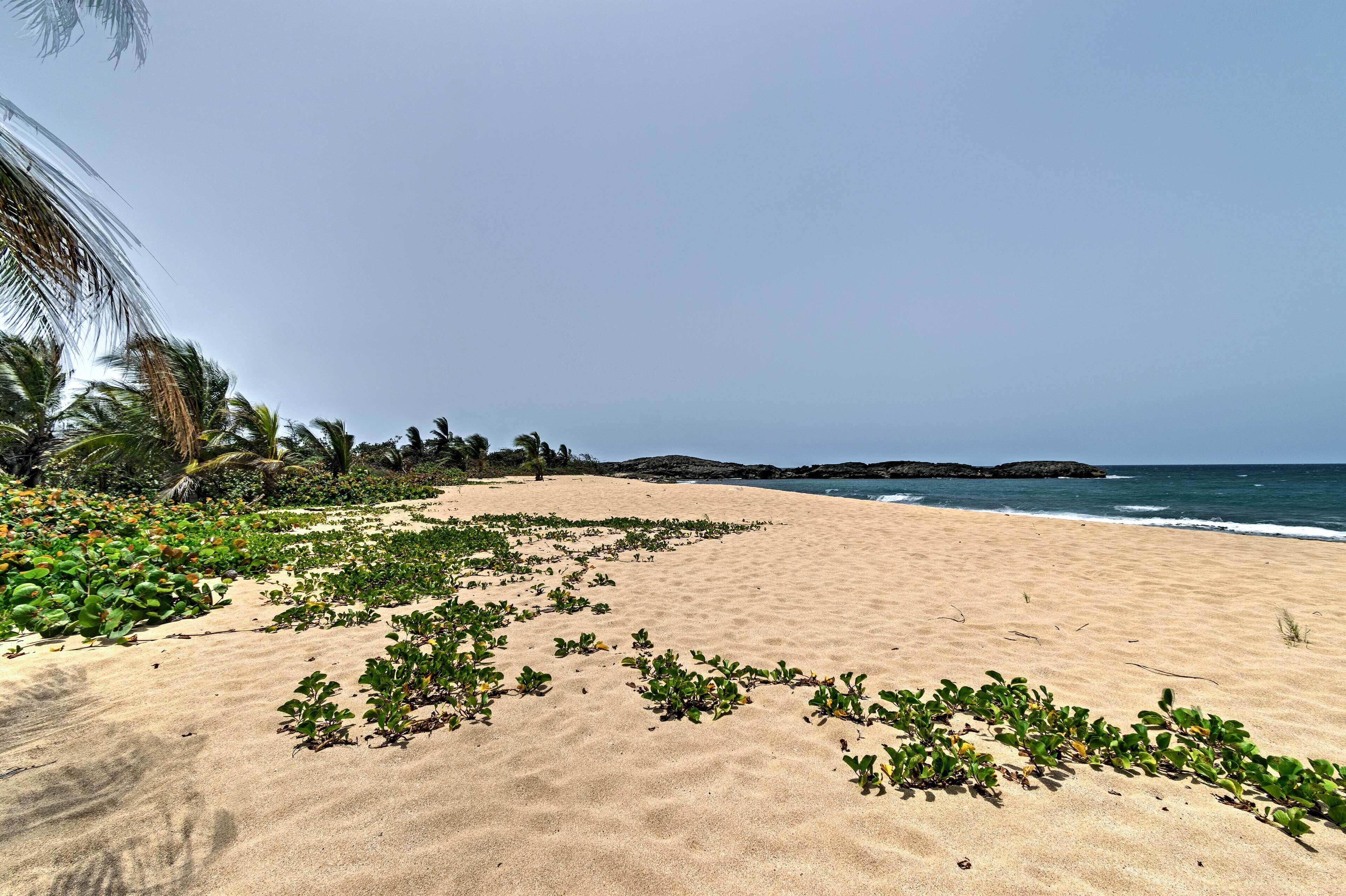 A sandy beach with green vegetation and palm trees.