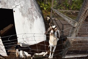 A goat enclosure with a wire fence, a concrete structure, and a wooden post. - Rustic 4BR Farm Retreat Near Sebring Raceway (Sebring)