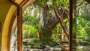 Un jardin tropical avec un grand arbre, un chemin de pierre et une porte en verre donnant sur une pièce.