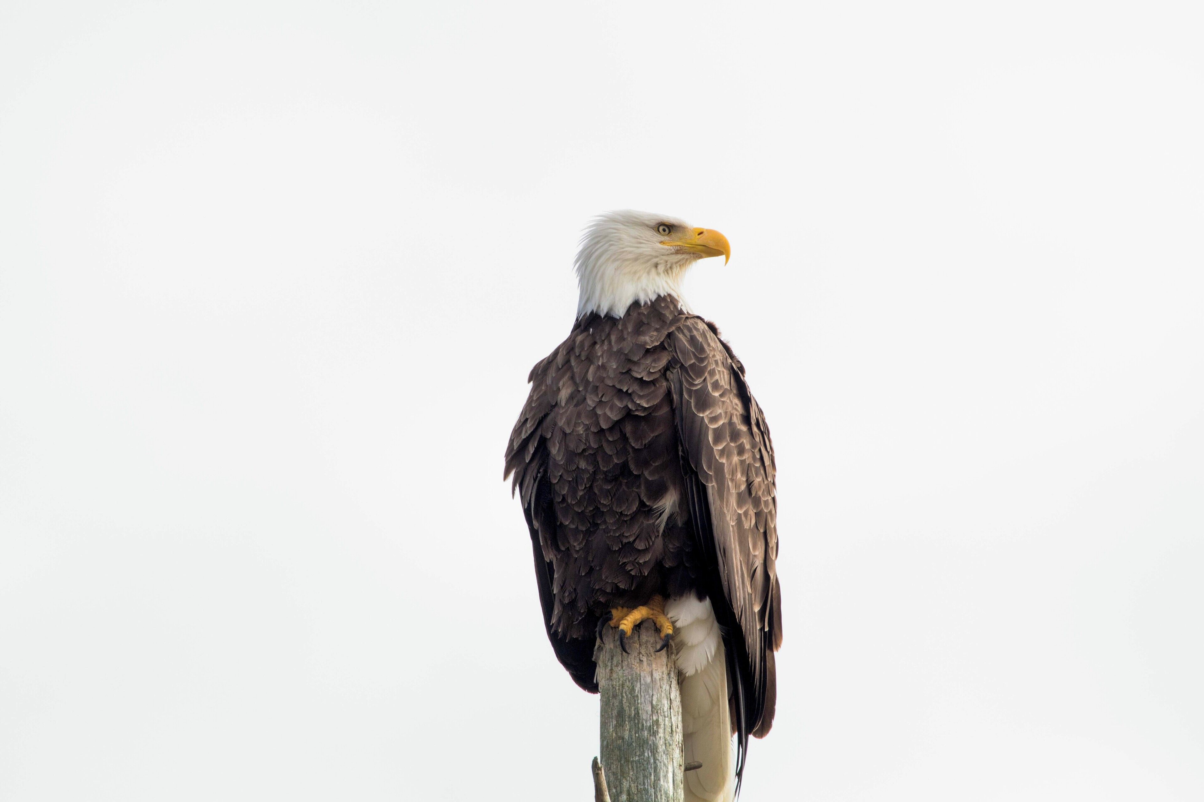 Ein Baumfalke sitzt auf einem hölzernen Pfahl.