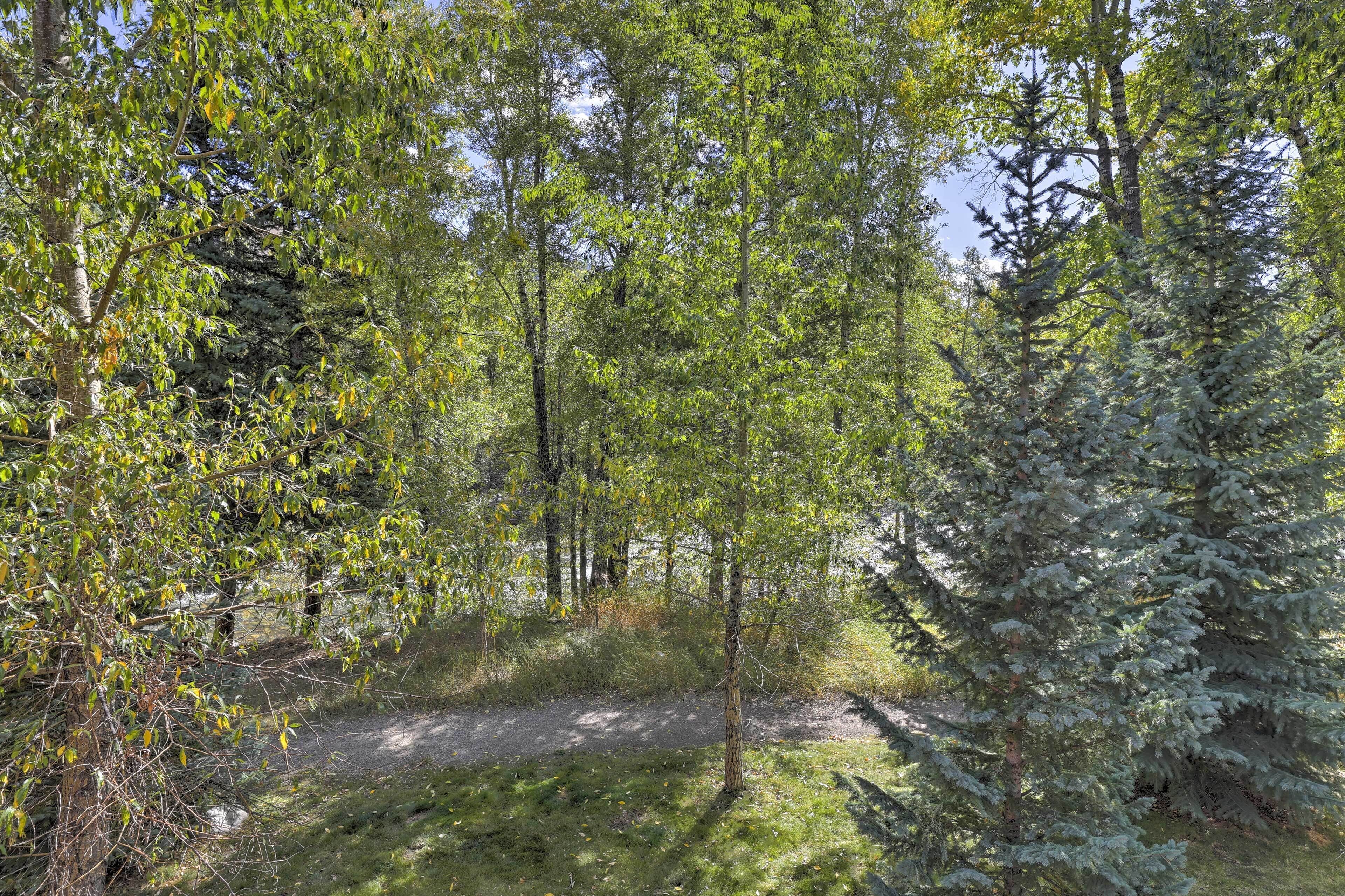 A forested area with a dirt path.
