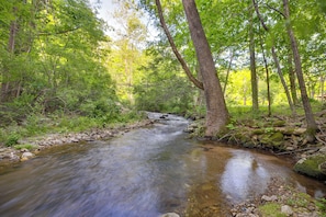 A forest stream with rocks and trees.