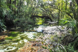 A natural water body surrounded by dense vegetation and trees.