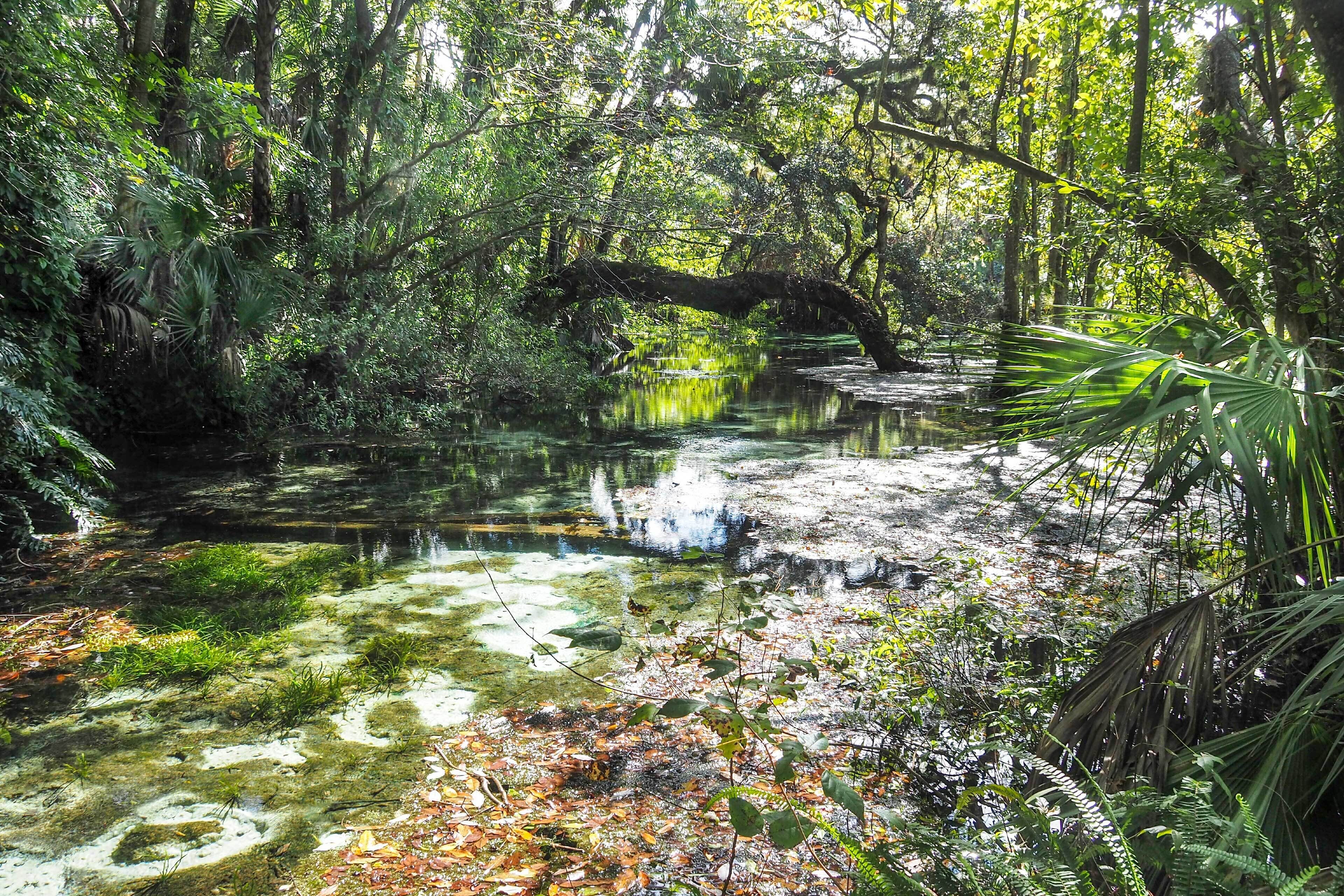 Une étendue d’eau naturelle entourée d’une végétation dense et d’arbres.