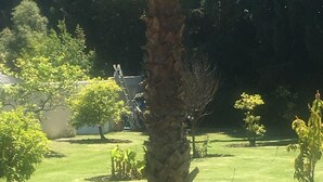 A well-maintained garden with a palm tree, various shrubs, and a lawn.