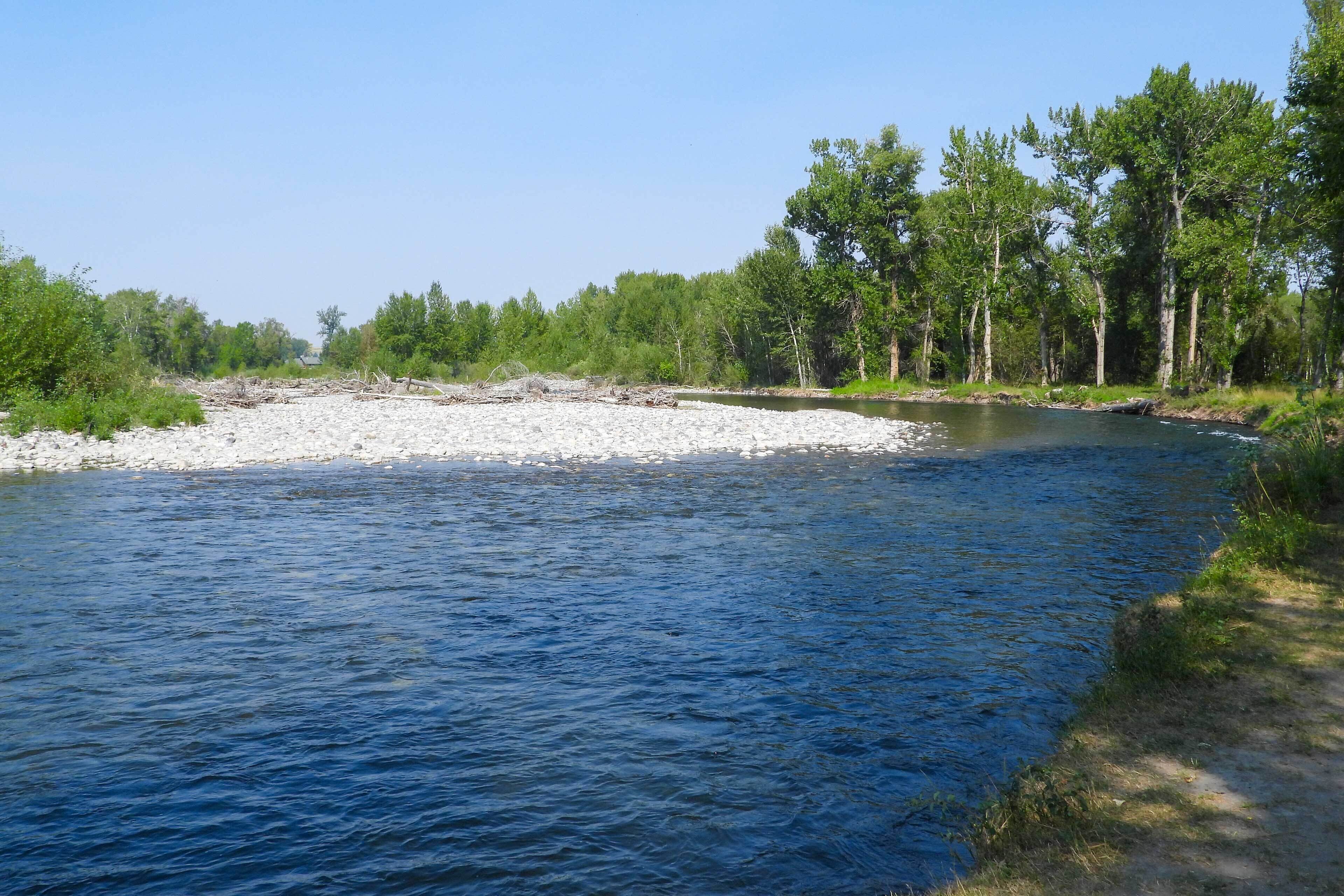 Une rivière aux rives sablonneuses, avec une forêt dense en arrière-plan.