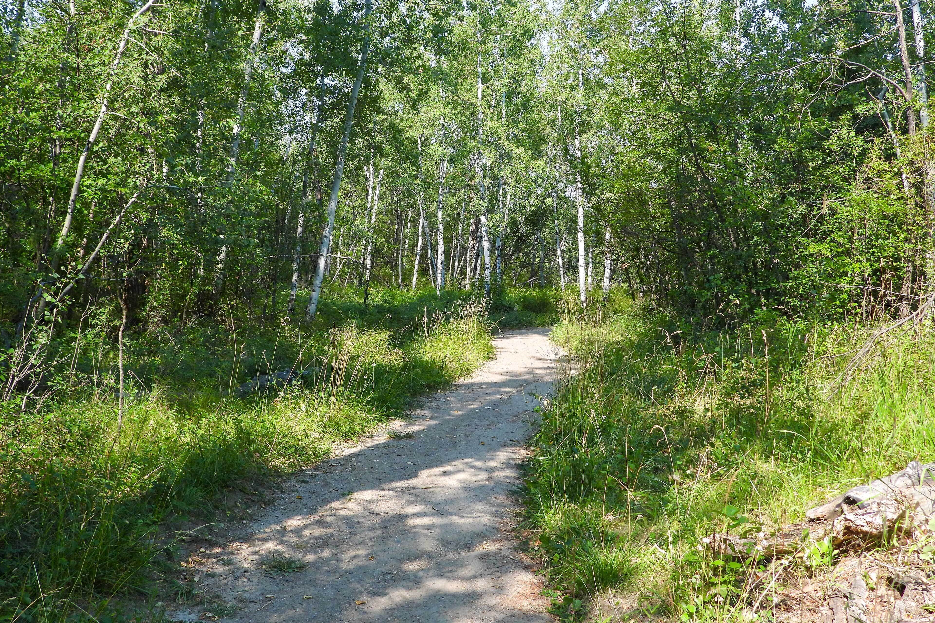A forested path with dense trees and greenery on both sides.