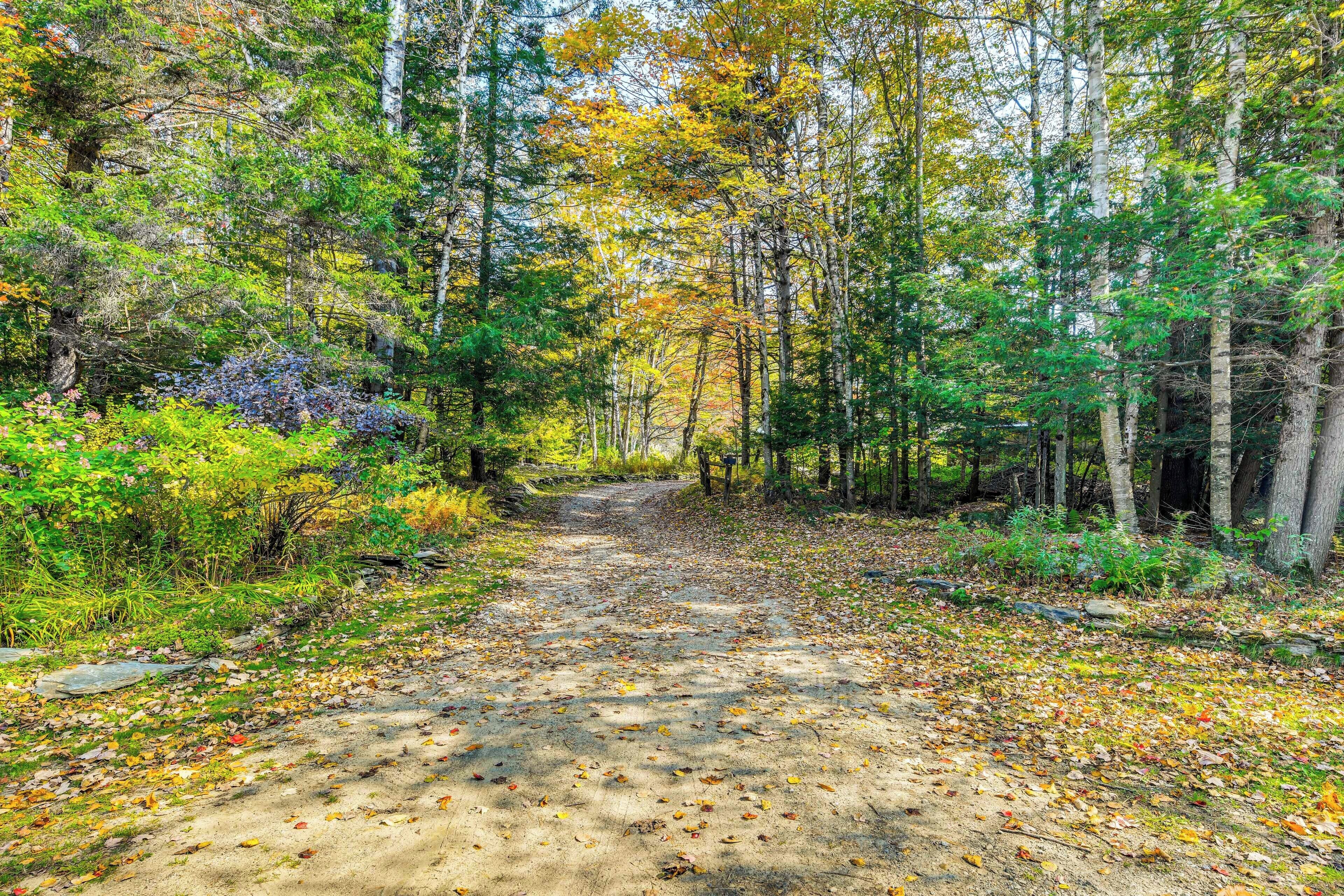Un sentier forestier bordé d’arbres et jonché de feuilles mortes.