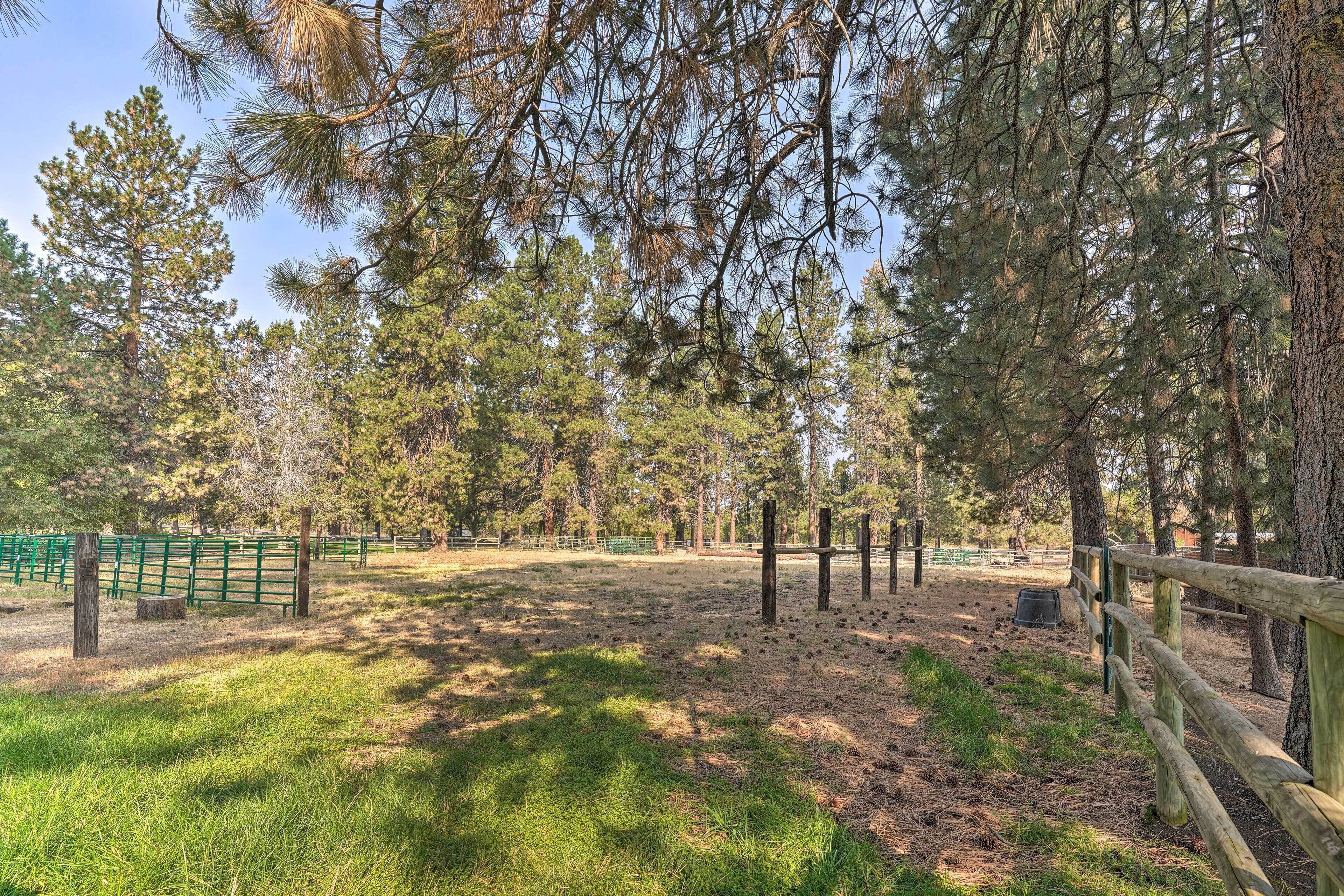 A fenced outdoor area with tall pine trees and a grassy field.