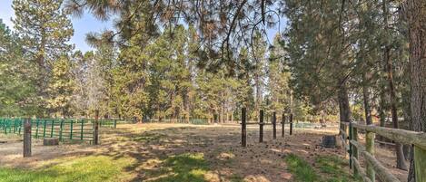 A fenced outdoor area with tall pine trees and a grassy field.
