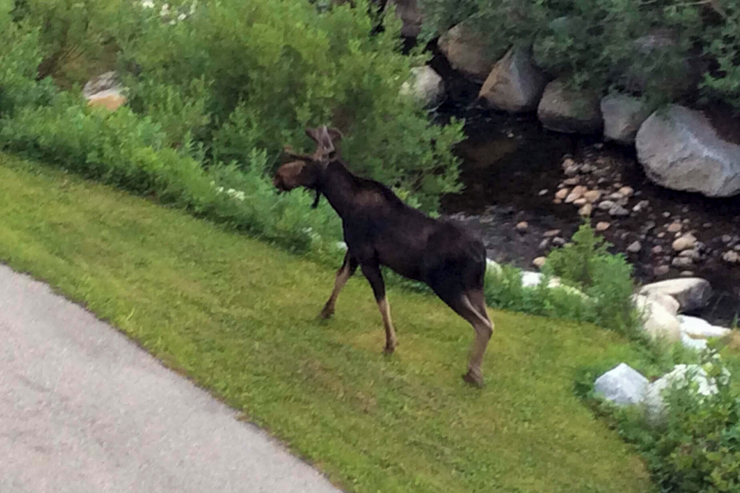 Et hjort der går ad en græsbevokset sti ved en å med sten og grønt.