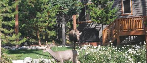 Rumah (3 Bedrooms) | Interior