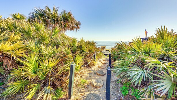 A pathway surrounded by palm trees leading to a beach.