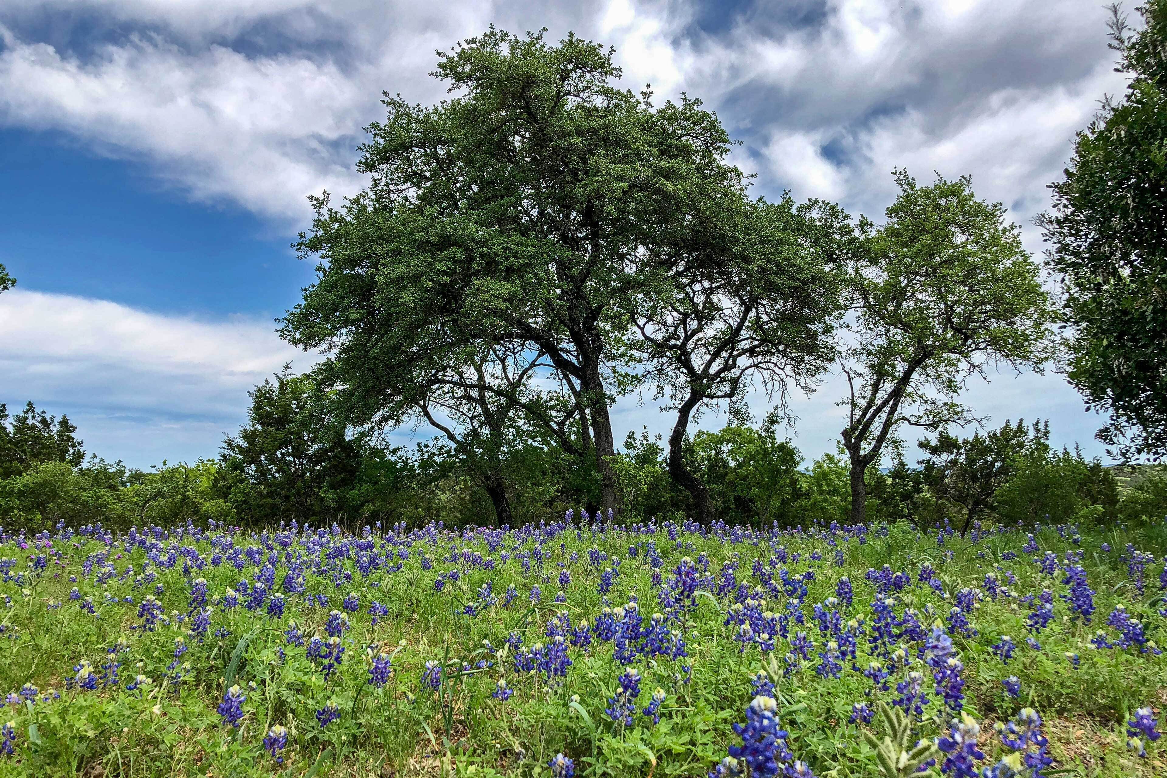 Un campo de flores azules silvestres con árboles al fondo.