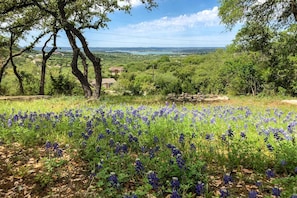 A field of blue flowers with trees and houses in the background.