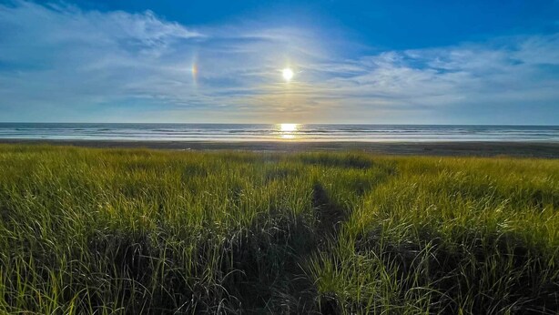 Una playa con césped al frente y el océano al fondo.