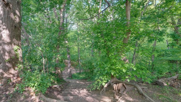 Ein bewaldetes Gebiet mit einem Feldweg hindurch.
