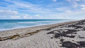 Ein Sandstrand mit Seetang und blauem Himmel.