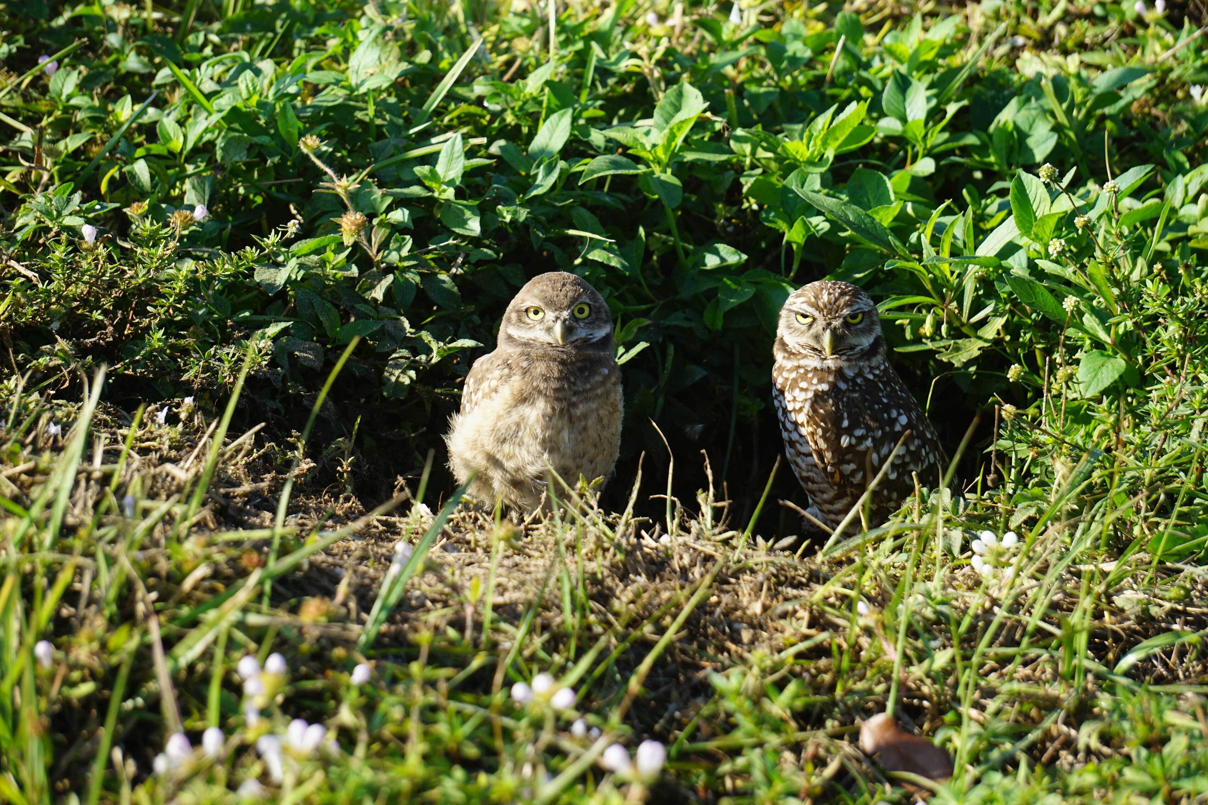 Dos búhos en una zona cubierta de hierba y vegetación densa.