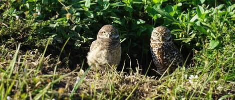 Dos búhos en una zona cubierta de hierba y vegetación densa.