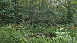 A garden with a pond, surrounded by dense foliage and various plants. - Historic Huntington Home - Walk to Westfield River (Huntington)