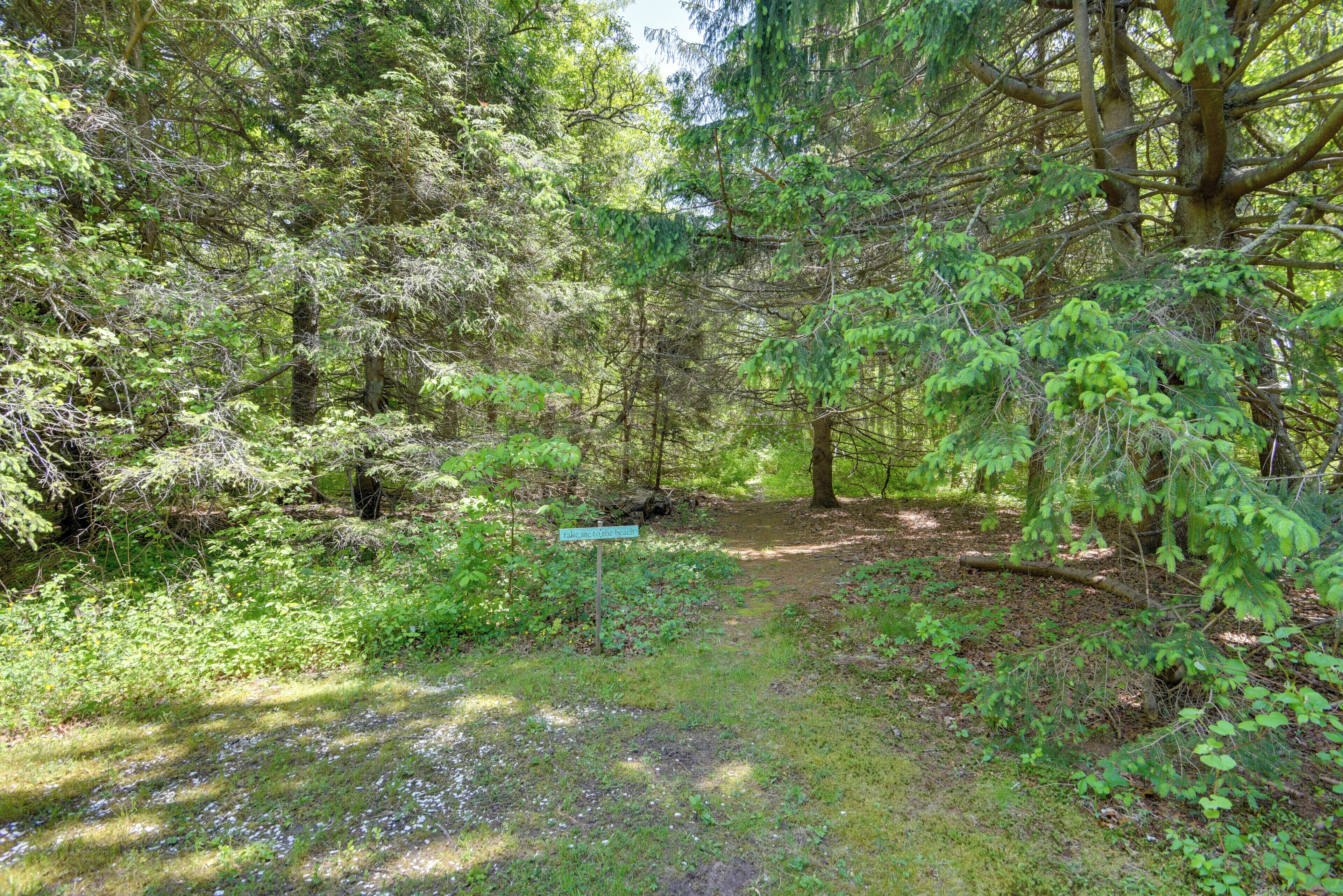 Ein bewaldetes Gebiet mit einem Feldweg, der durch dichtes Unterholz führt.