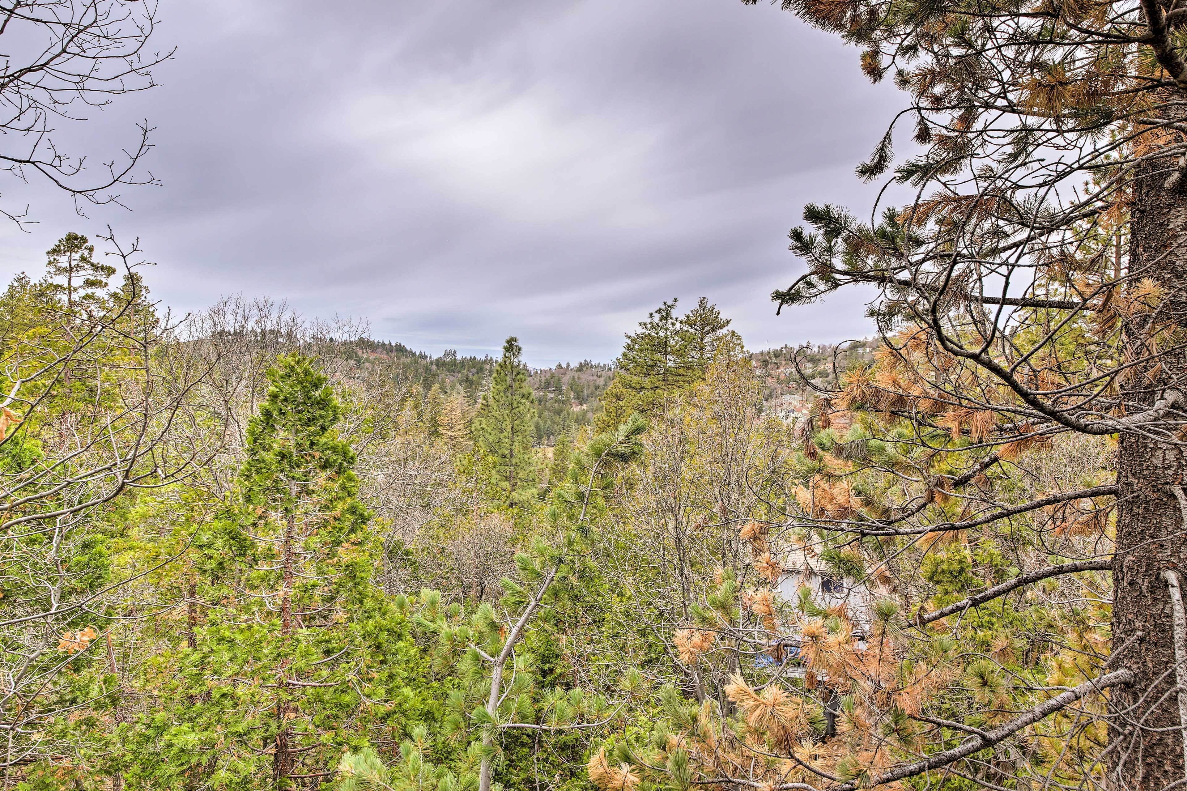 A forested area with dense trees and a cloudy sky.