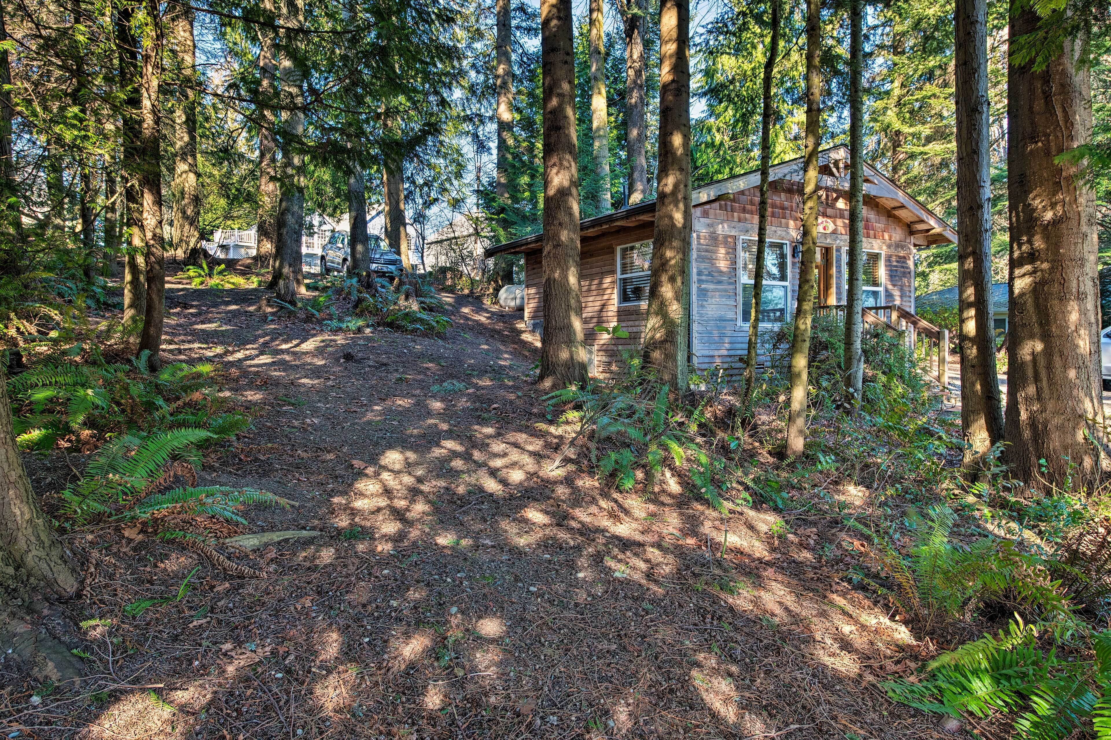 A cabin surrounded by tall trees and a forested area.