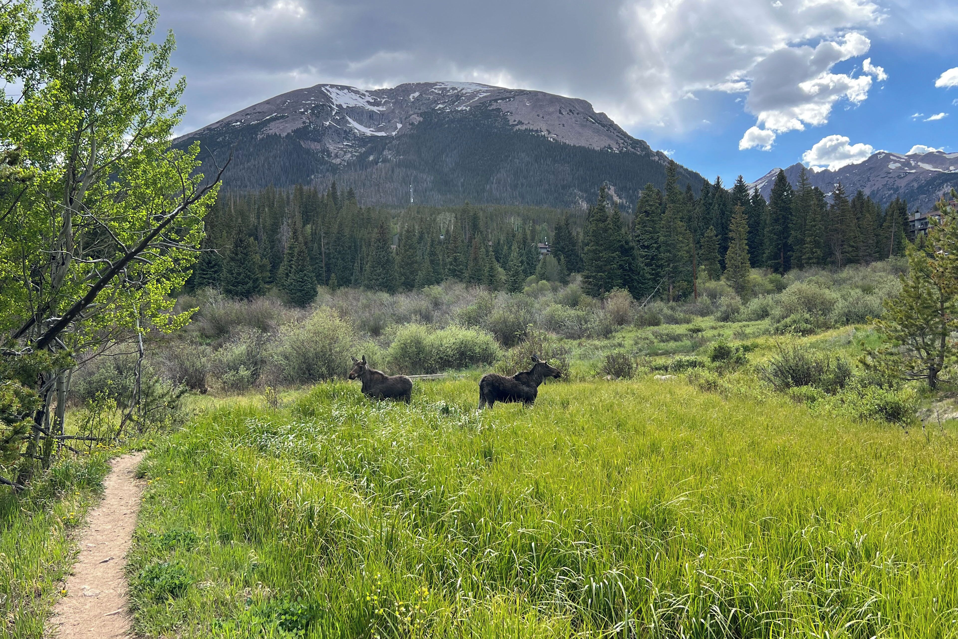 A mountain landscape with a path and two moose in a grassy field.