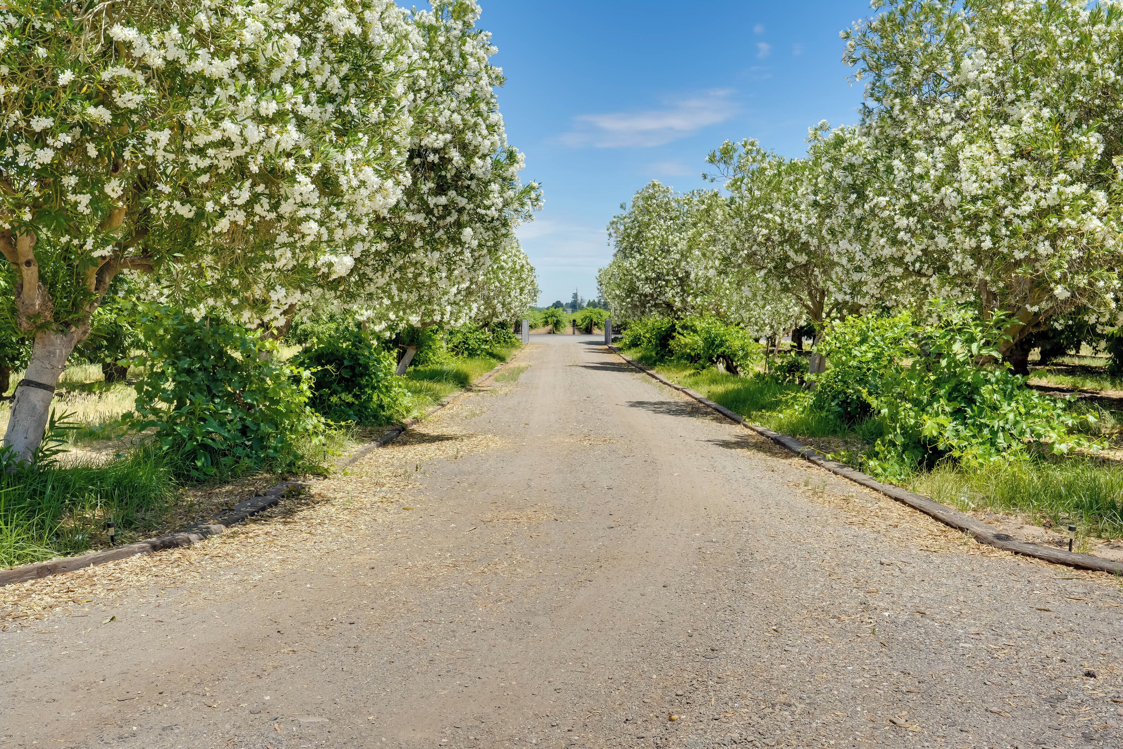 A paved road flanked by flowering trees, leading into a distance.