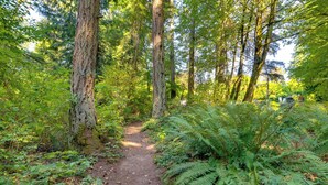 Un sentier forestier bordé d’une végétation luxuriante et d’arbres.