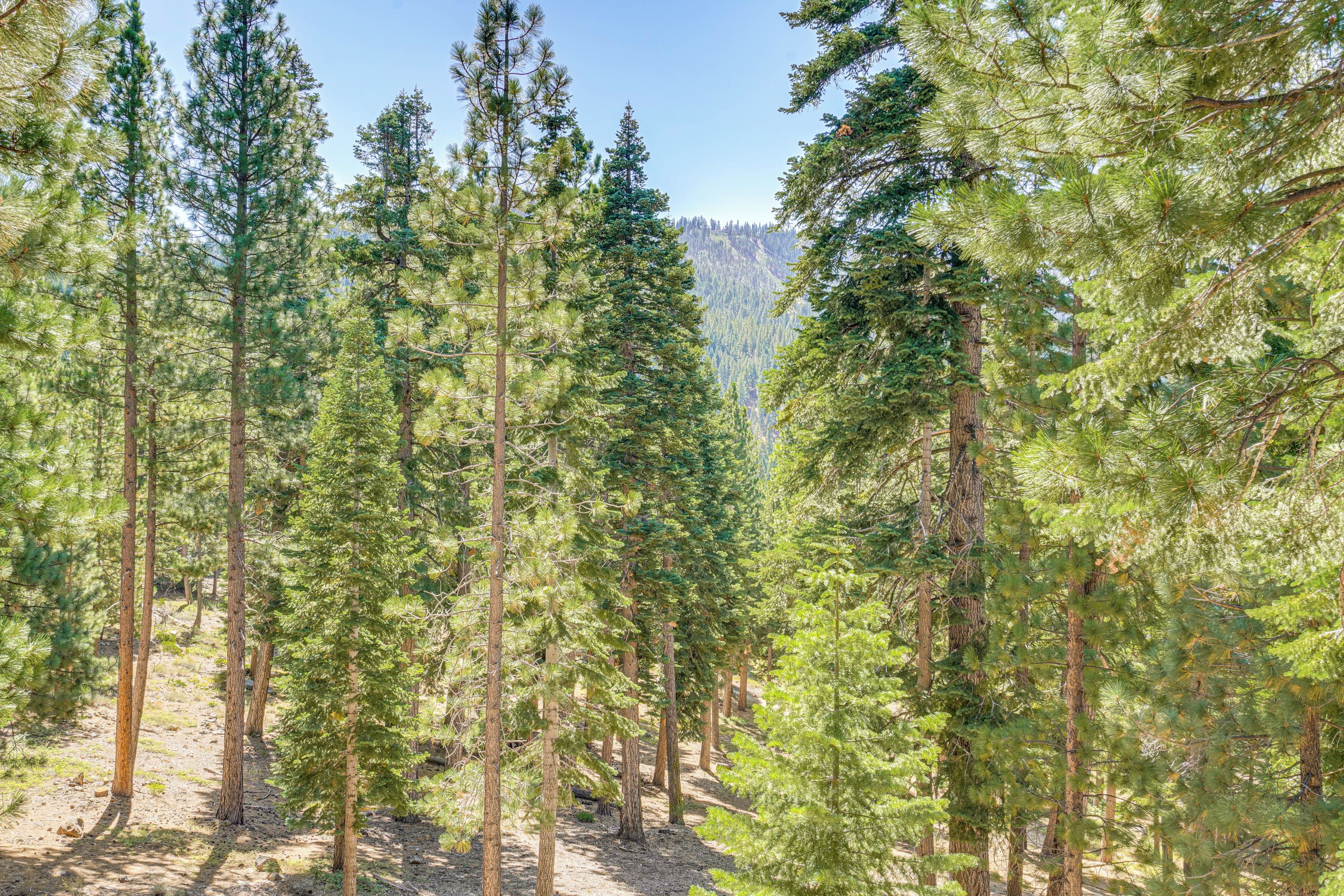 A dense forest of tall pine trees with a clear sky above.
