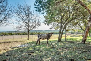 House (4 Bedrooms) | Interior - Beautiful Hill Country Ranch Home - 4 Mi to Town! (Boerne)