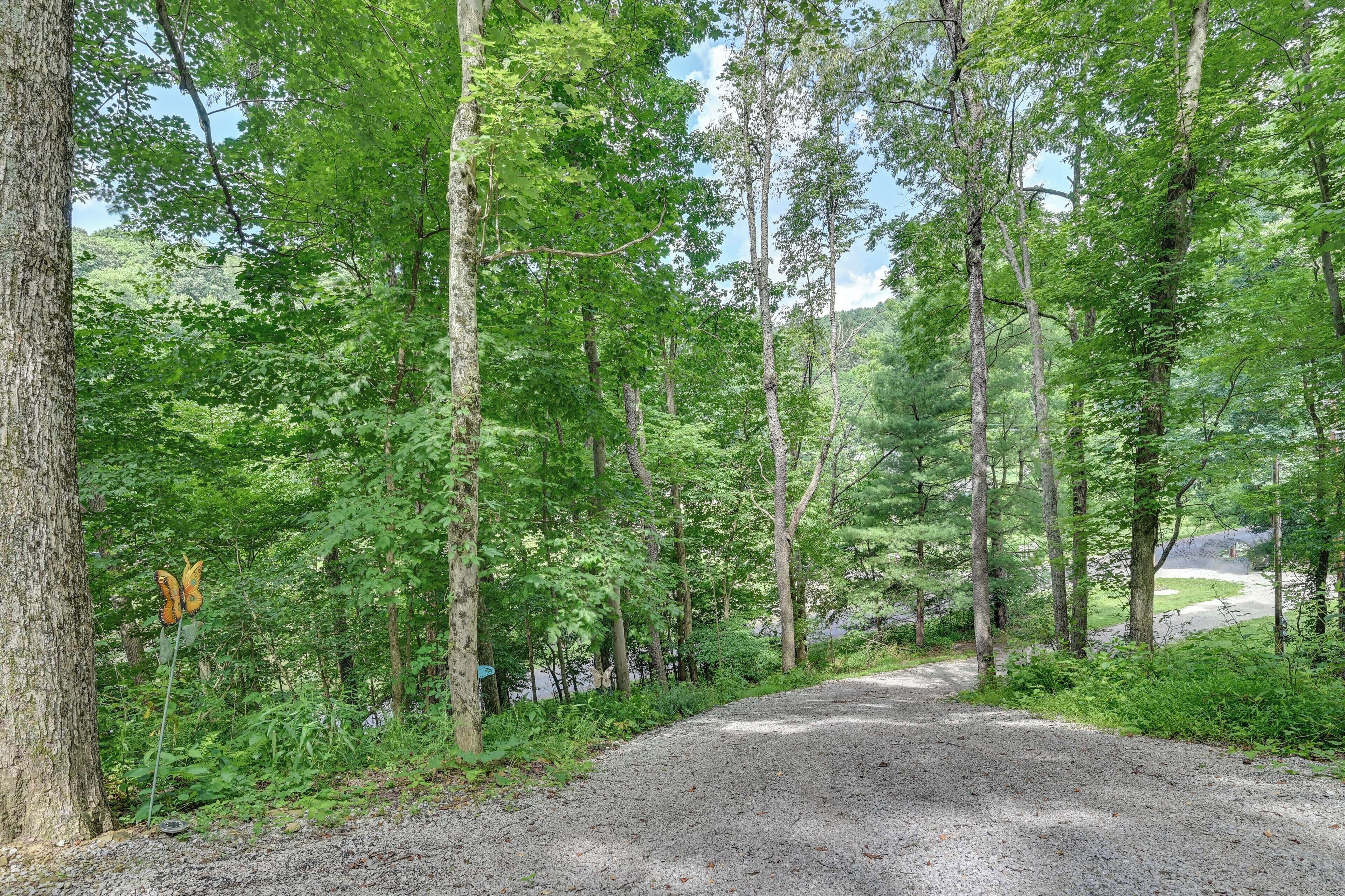 Un chemin de gravier bordé d’arbres imposants et d’un feuillage dense.