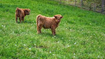 Two brown animals standing in a grassy field with a fence in the background.