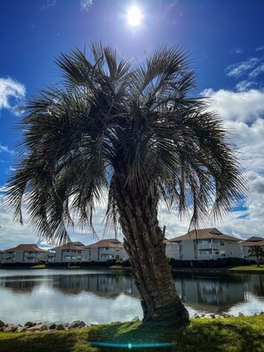 Property grounds - Blue Palms at the Beach · Blue Palms at the Beach (North Myrtle Beach)
