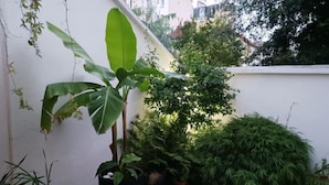 Une plante en pot, dotée de grandes feuilles, est posée sur une terrasse en bois, entourée d’autres plantes et d’un mur blanc.