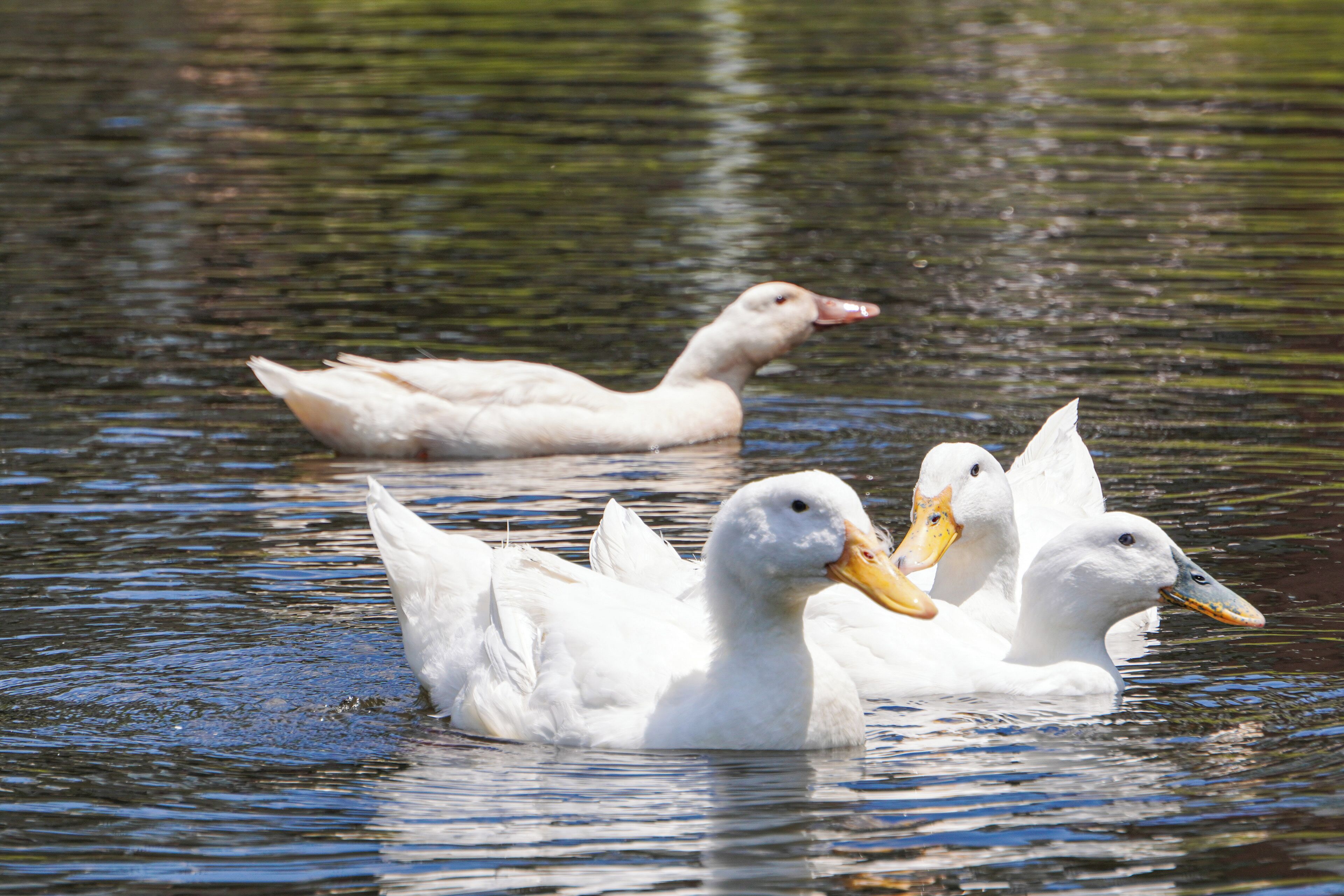 Un groupe de canards blancs nage dans une étendue d’eau.