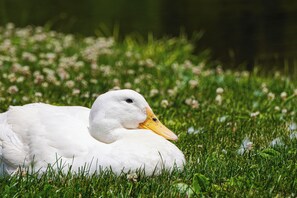 Cottage (1 Bedroom) | Interior