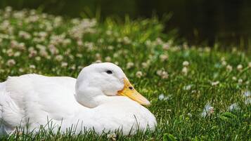 Casa de campo (1 Bedroom) | Interior