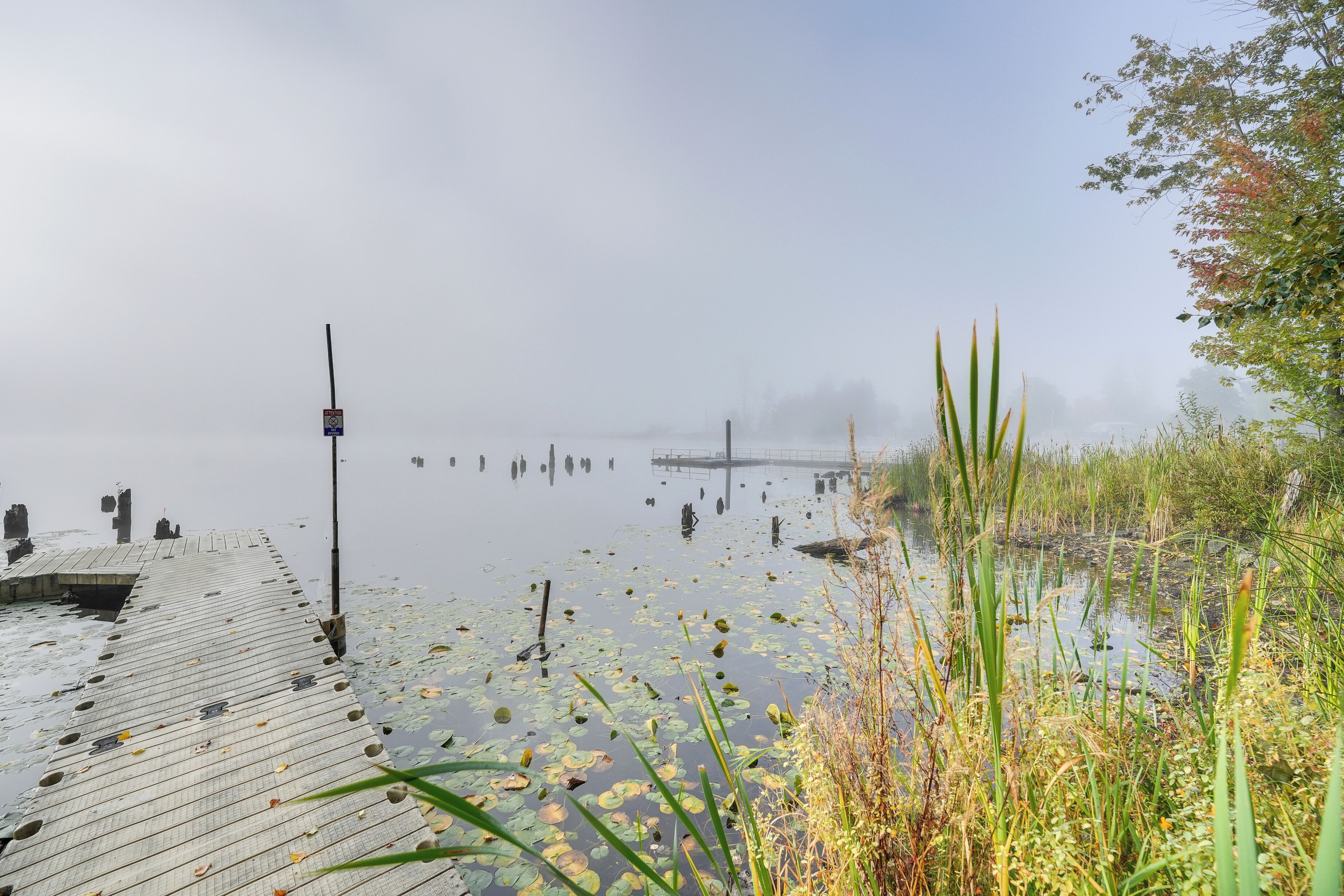 A wooden dock extending into a misty lake with lily pads and reeds.