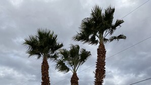 Three palm trees in a garden area with a cloudy sky. - Rocking Horse Retreat, pool, sleeps 10, lake view, minutes to launch & lake (Lake Havasu City)