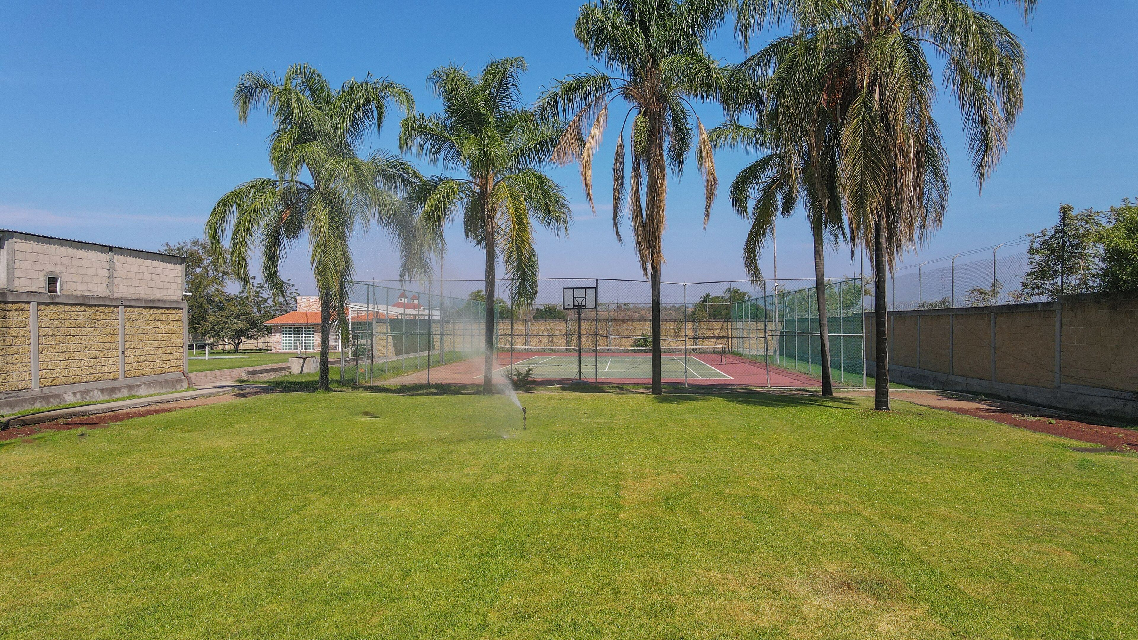 A tennis court with a fence, palm trees, and a building in the background.
